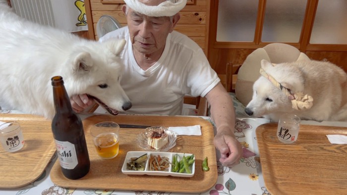 柴犬