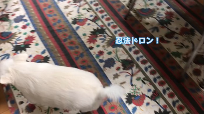 そっぽを向く犬