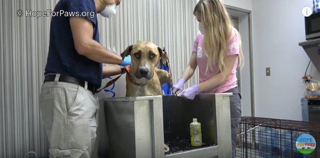 シャワー・母犬