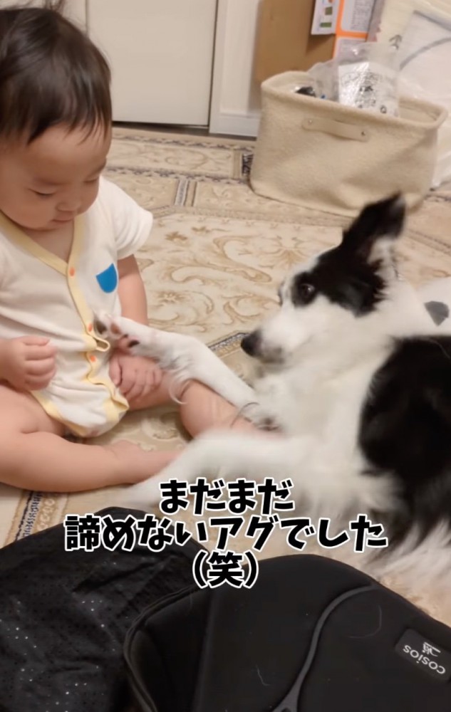 横に倒れる犬