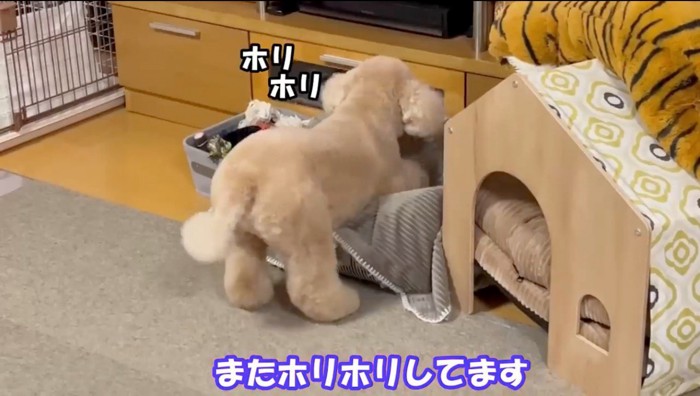 自分のベッドを前足で掘る犬