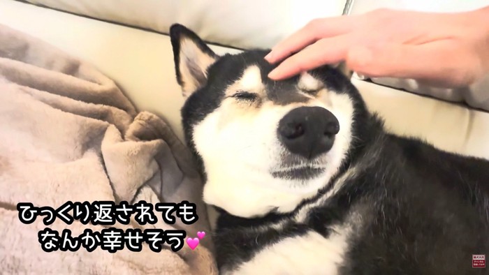 構ってもらえて幸せそう♪