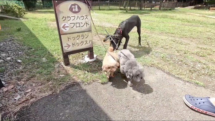 超大型犬の子犬にお尻を嗅がれる茶色い犬と灰色の犬