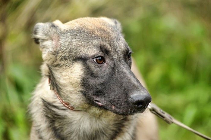 不安そうな犬