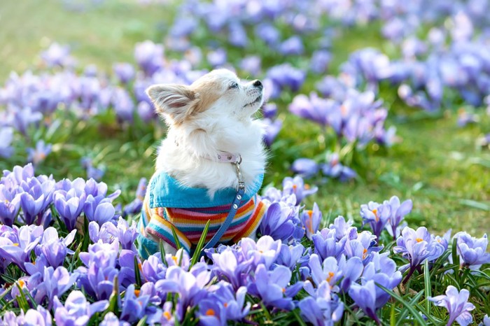 花の匂いを嗅ぐチワワ