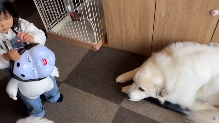 伏せる大型犬と女の子