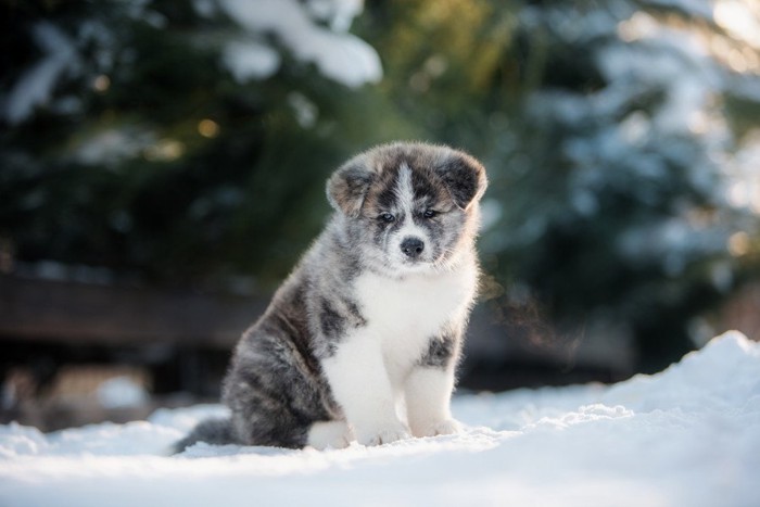 虎毛の秋田犬の子犬