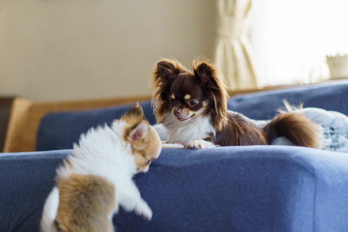 ソファーの上で子犬のチワワを見つめる成犬のチワワ