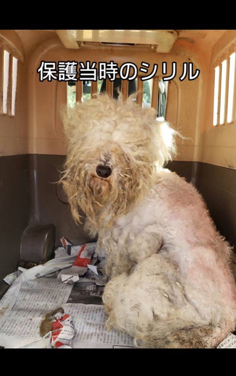 シリルちゃんが幸せをつかむまで