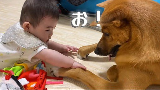 そらちゃんと赤ちゃん7