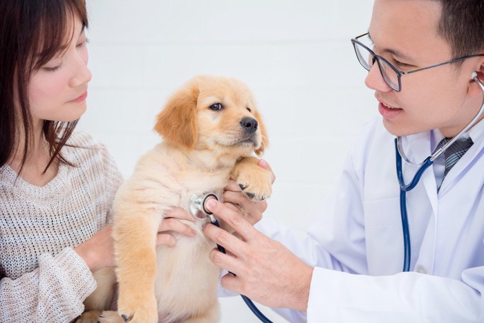 診察中の犬