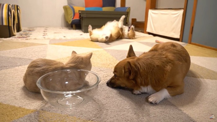 寝る犬と猫の後ろで暴れる犬