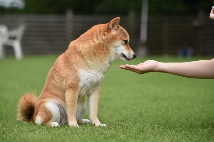 お手しない柴犬