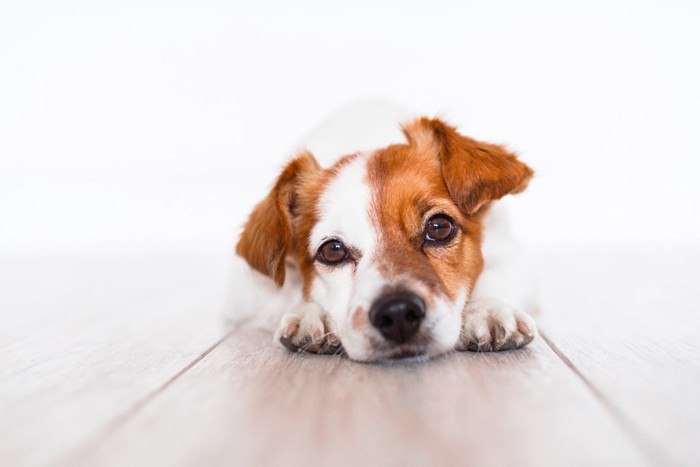 床に伏せる犬