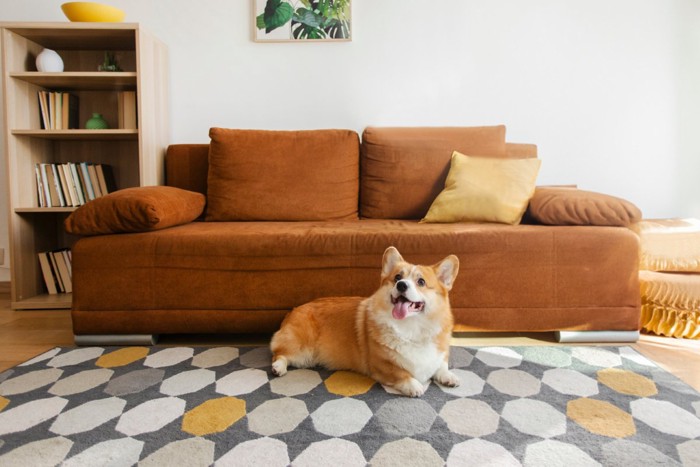 部屋でくつろぐ犬