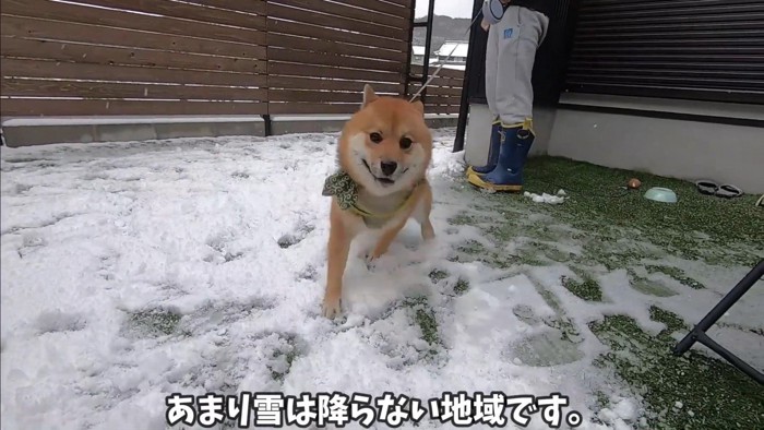 初めての雪に喜ぶおにぎり君