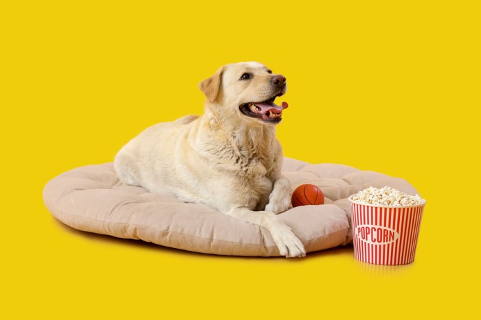クッションでくつろぐ犬とポップコーンのバケット