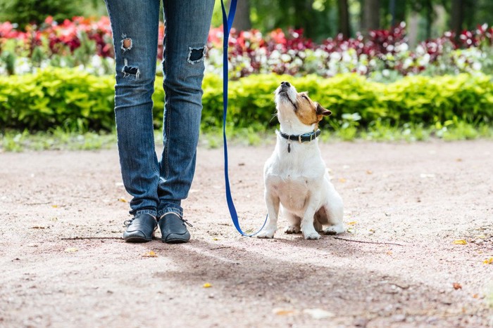 飼い主を見上げてオスワリする犬