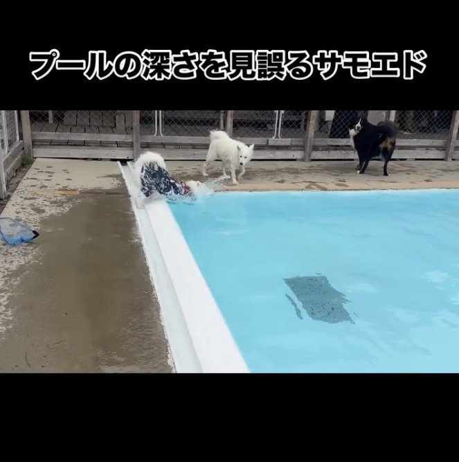 ドッ