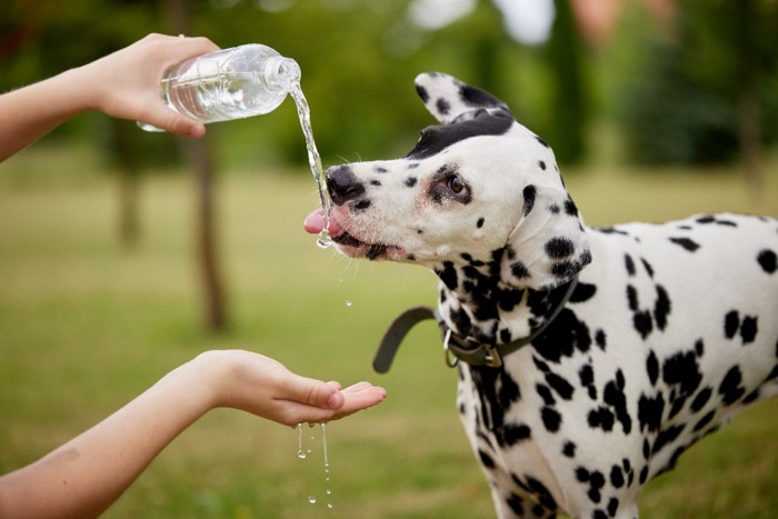 水を飲む犬