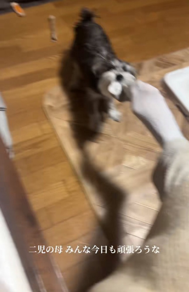 靴下を取ろうとする犬