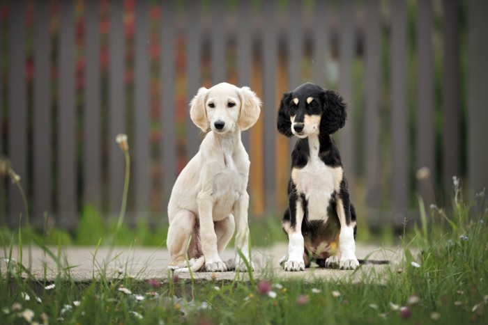 並んで座っている2頭のサルーキの子犬たち