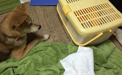 キャリーを見つける犬