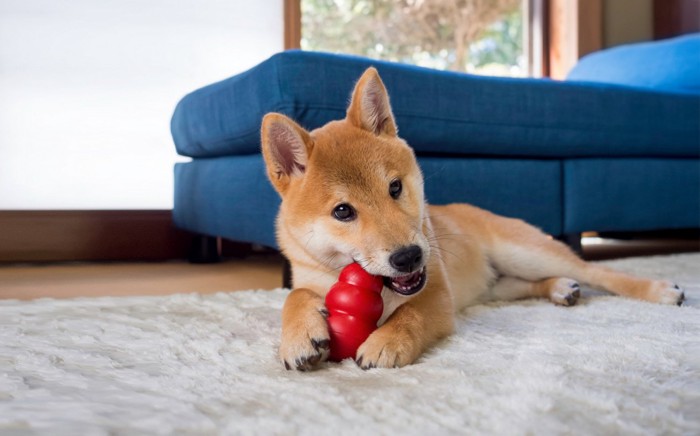 室内でおもちゃ遊びをしている柴犬の子犬