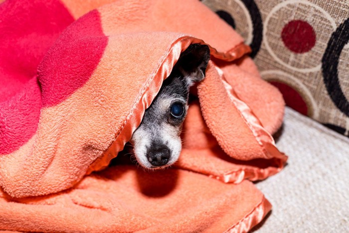 毛布にくるまり怯える犬