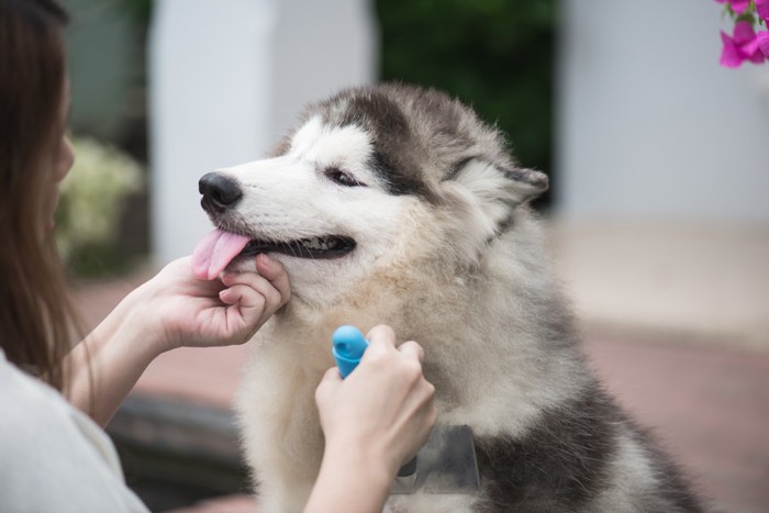 ブラッシングされる犬