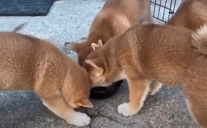 ご飯を食べる子犬たち