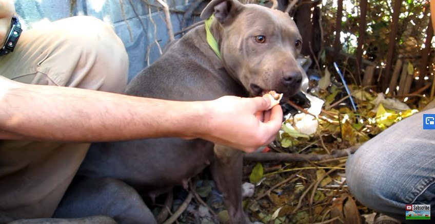 手から食べる犬