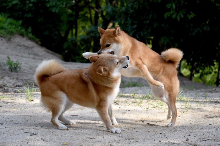 跳びかかる柴犬、避ける柴犬