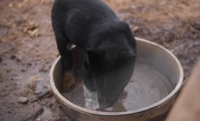 カラの水皿をなめる犬