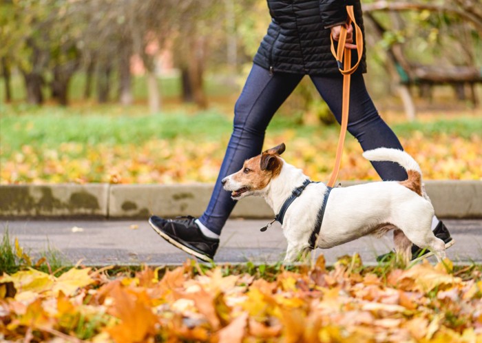 秋の道を散歩する犬