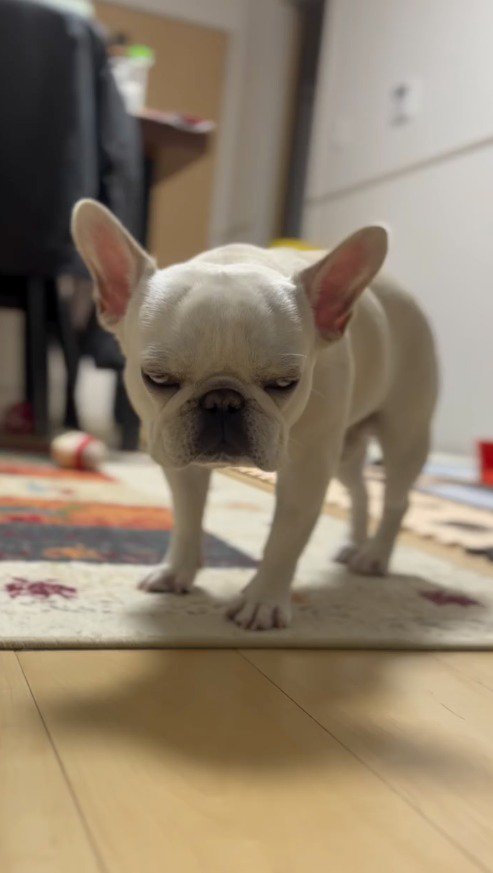 白目になって立ちすくむ犬