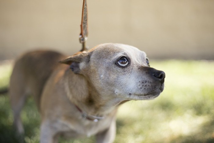 怯えた表情で上目遣いをする犬