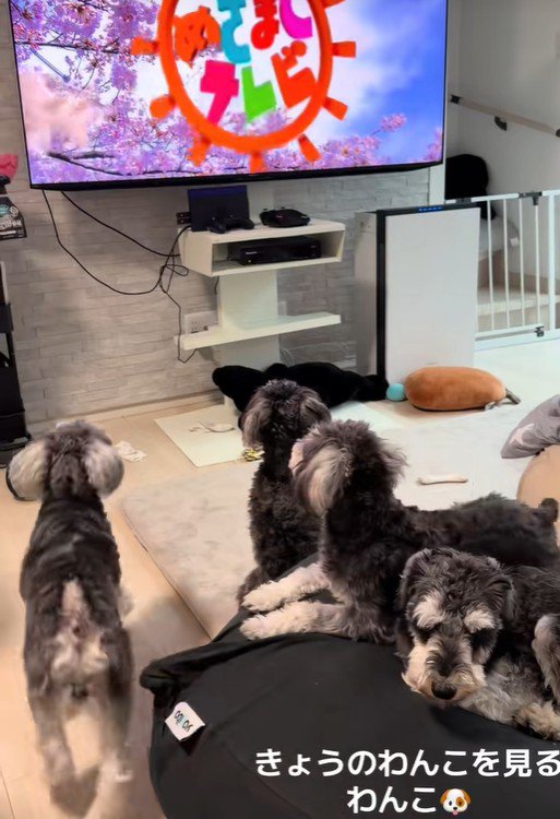 犬の番組が始まると…