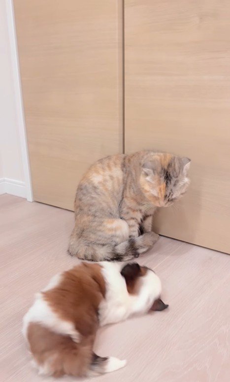 赤ちゃん犬と猫のふれあい4