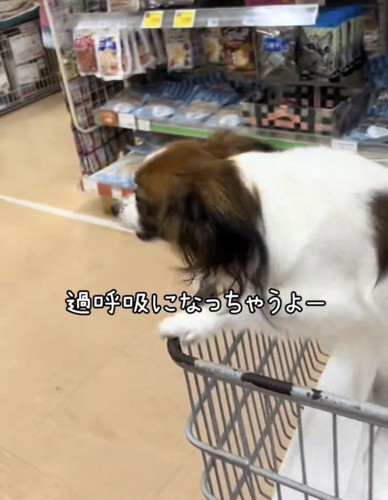 カートから前のめりになる犬