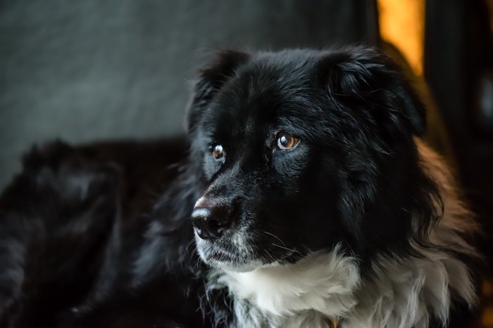 どこかを見ている犬