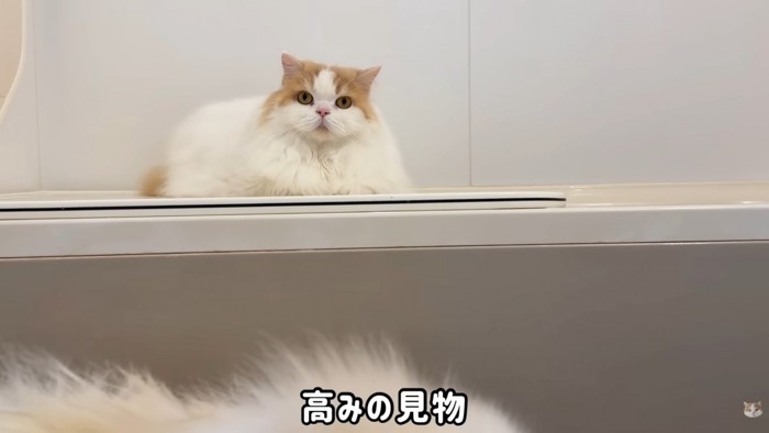 見守るレモンさん