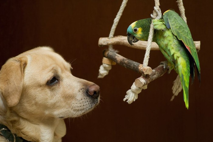 オウムを見つめる犬