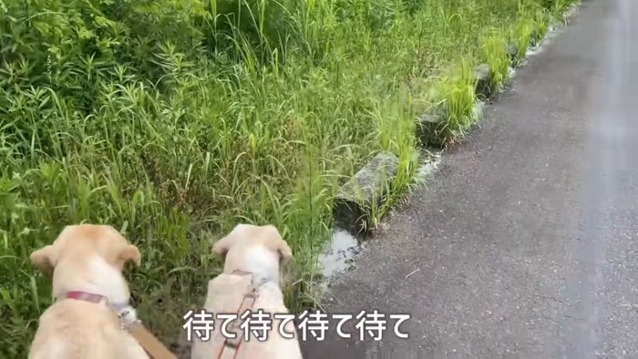 ゴンちゃんサンちゃんも大興奮！