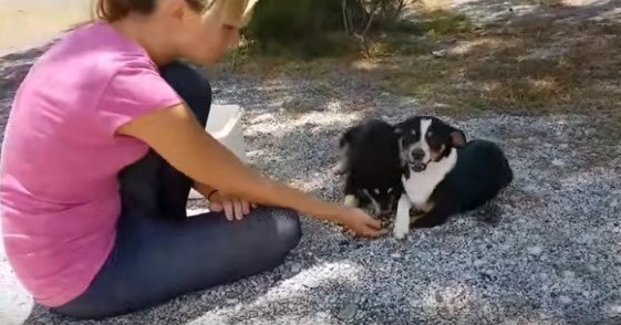 なついた子犬