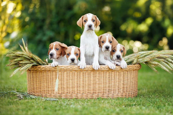 バスケットに入っている5頭のイングリッシュ・ポインターの子犬
