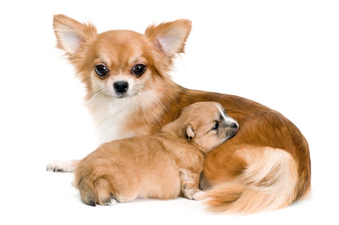 レッドのチワワの母犬と子犬