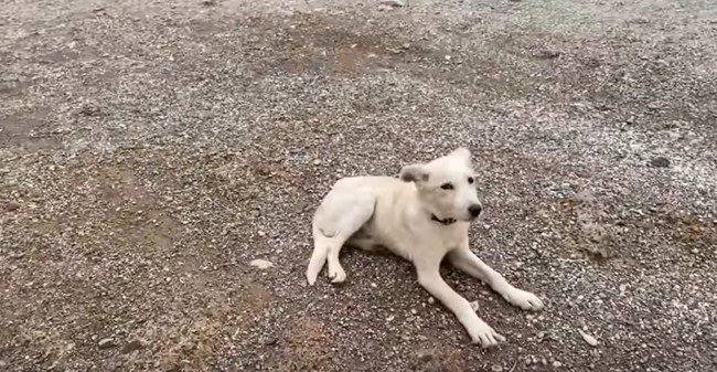 横たわる子犬