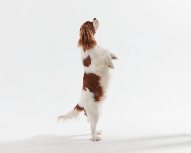 立ち上がる犬