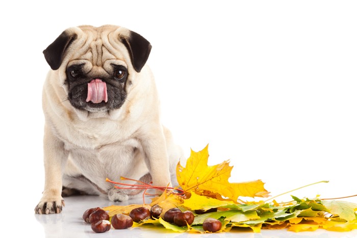 栗と落ち葉の隣に座っている犬